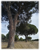 Imagen: Gran pino albar